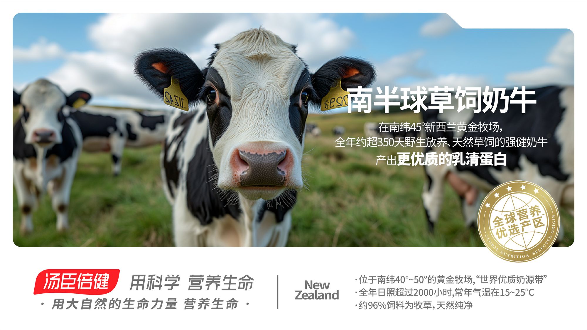 南半球 草饲奶牛