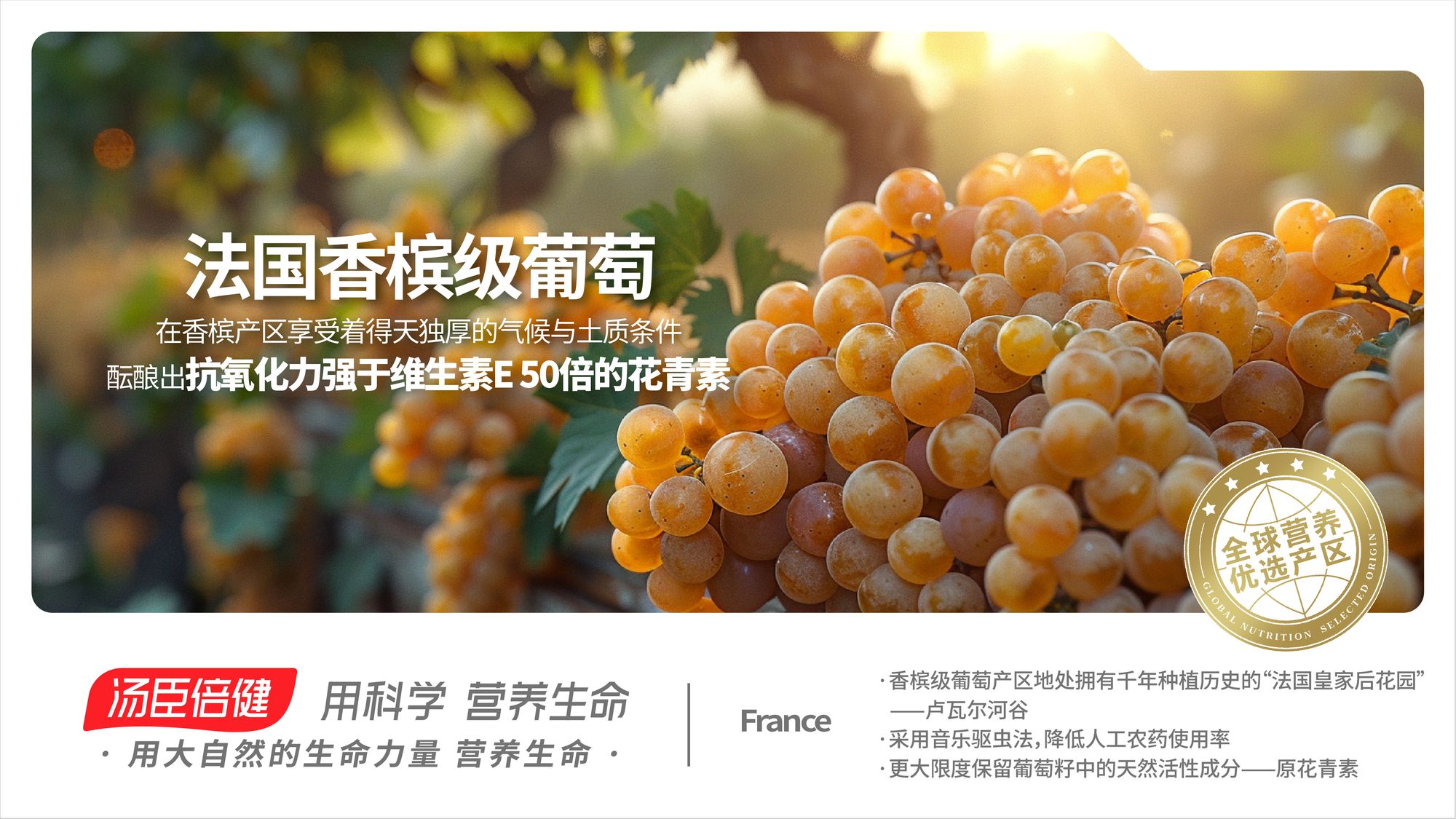 法国 香槟级葡萄